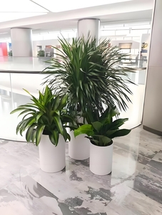 宁波杭州湾绿植出租