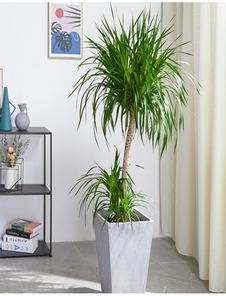 宁波北仑绿植租摆，给生活增添一抹自然绿意！